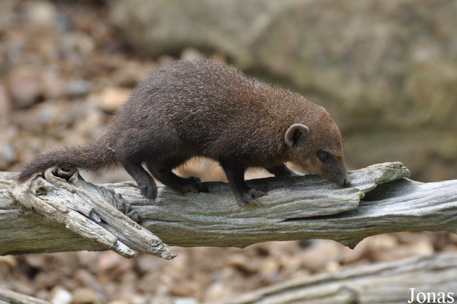 Crossarchus obscurus