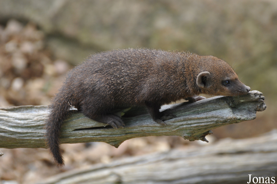 Crossarchus obscurus