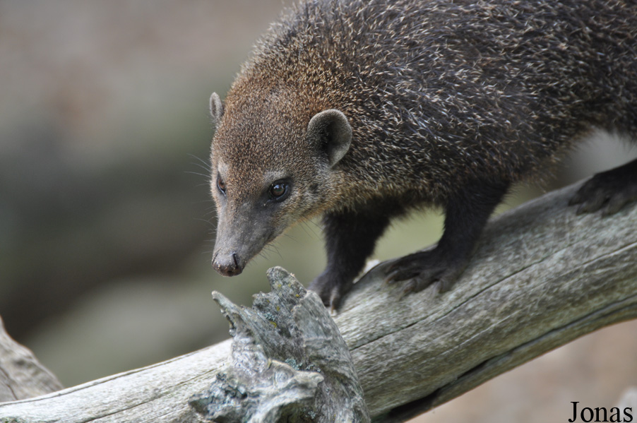 Crossarchus obscurus