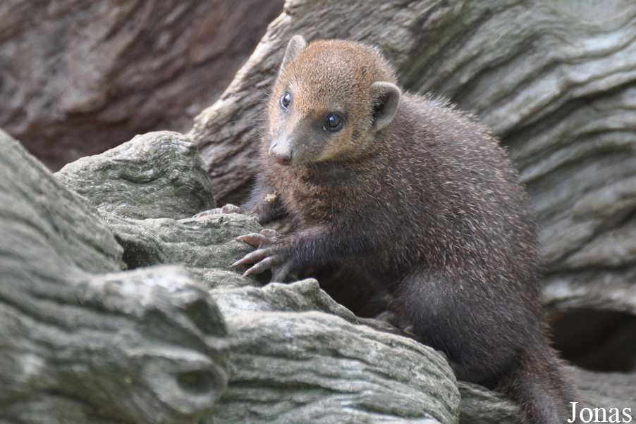 Crossarchus obscurus