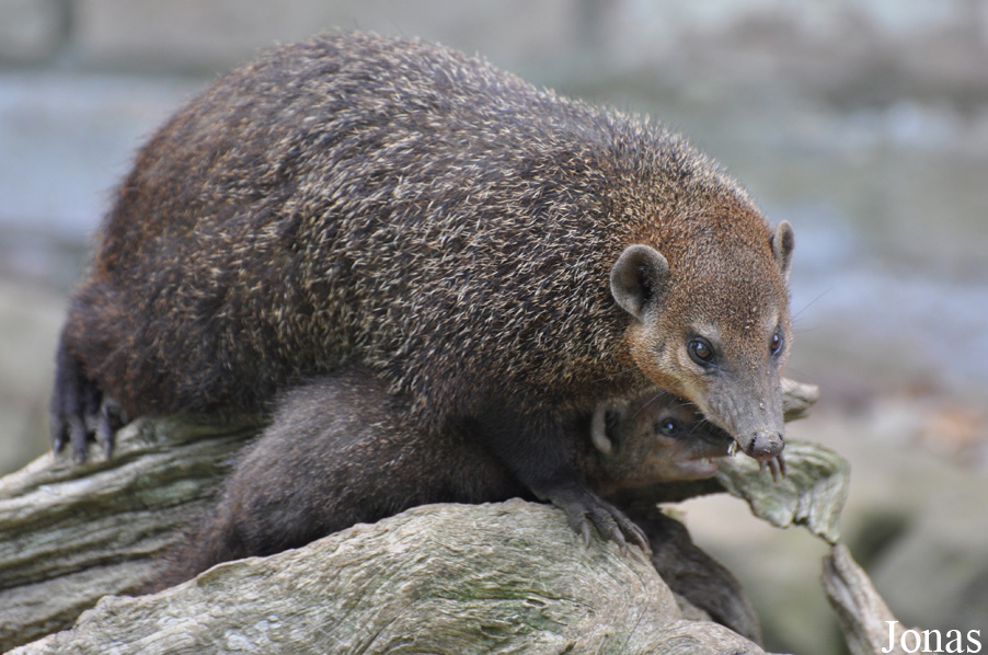 Crossarchus obscurus
