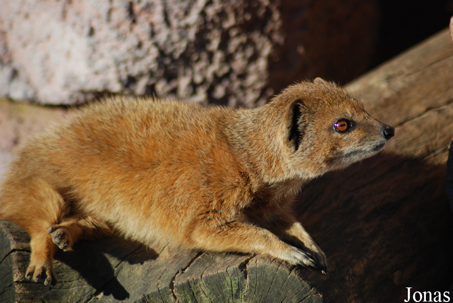 Cynictis penicillata