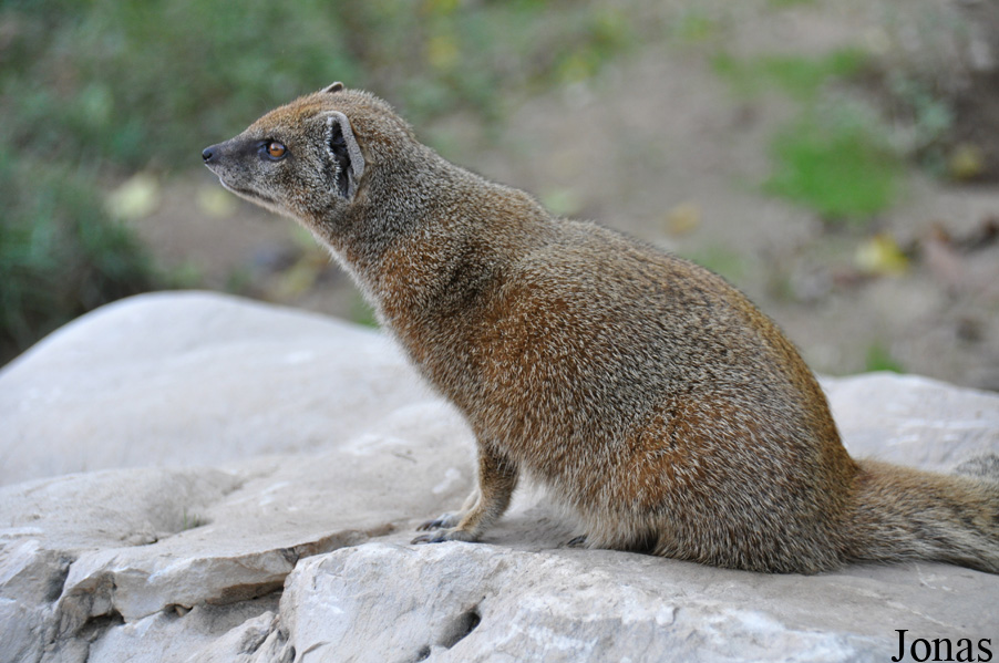 Cynictis penicillata