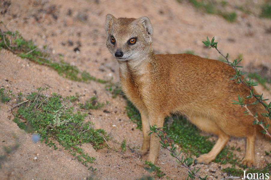 Cynictis penicillata