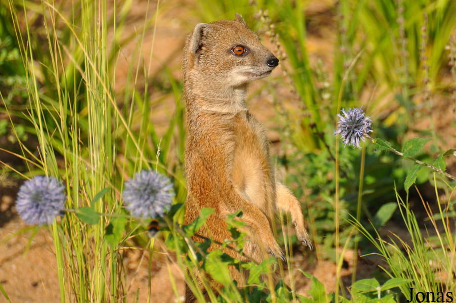 Cynictis penicillata