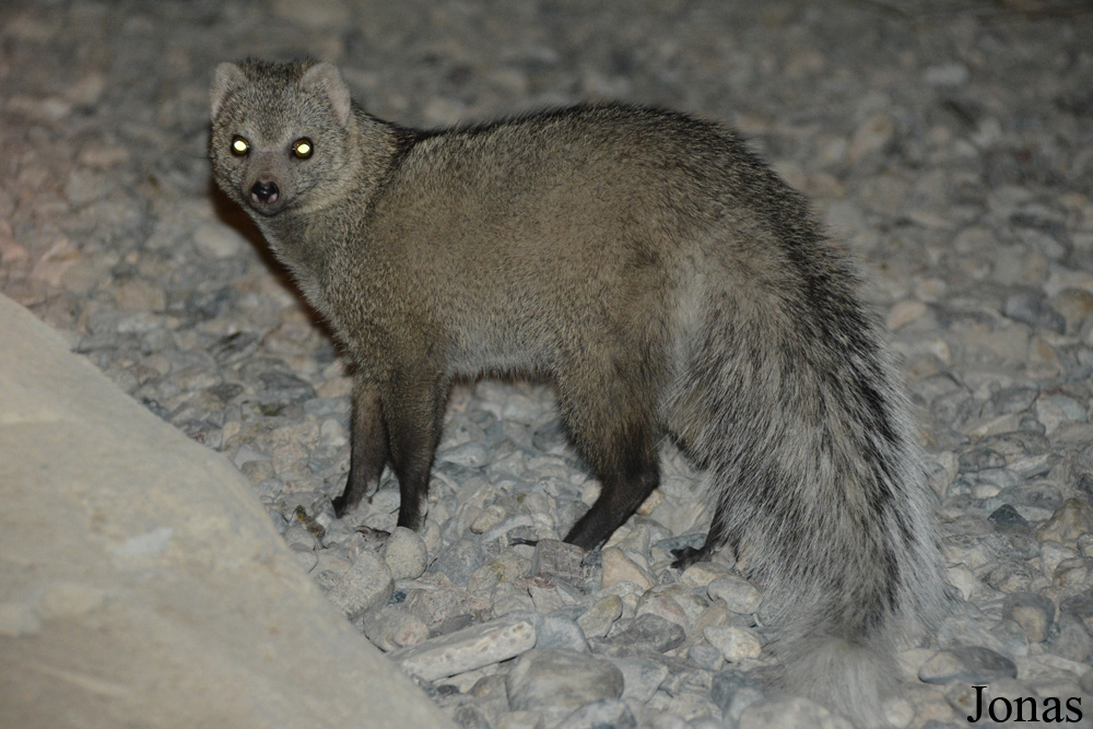 Ichneumia albicauda