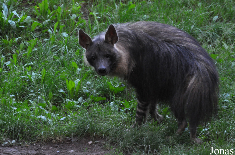 Hyaena brunnea