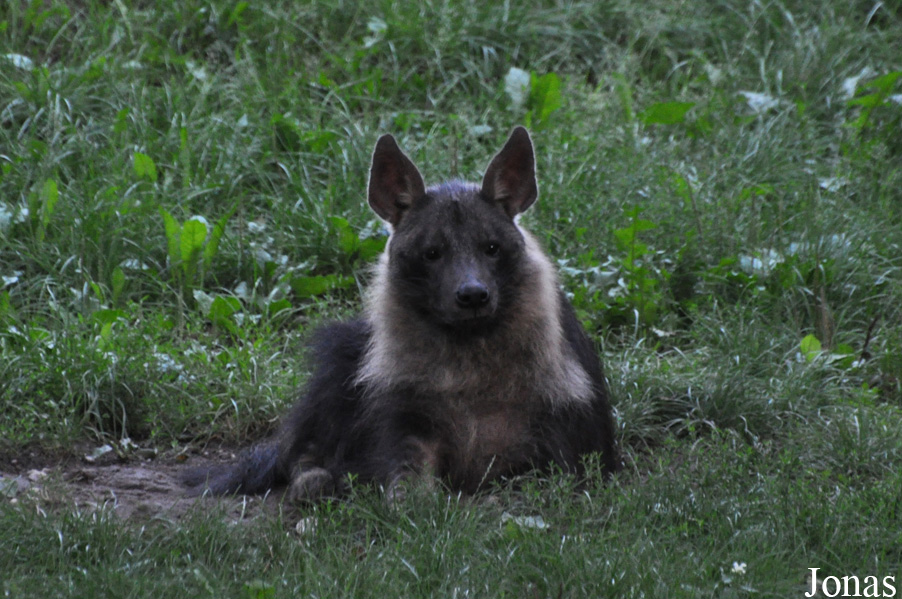 Hyaena brunnea