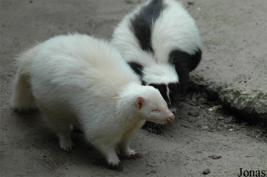 Mephitis mephitis