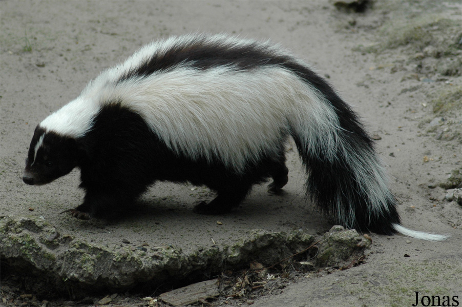 Mephitis mephitis