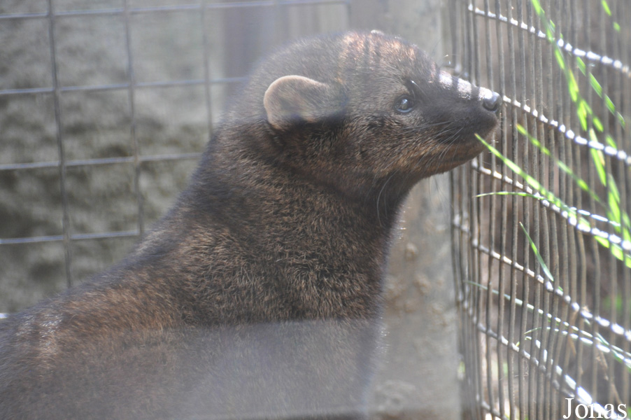 Pekania pennanti