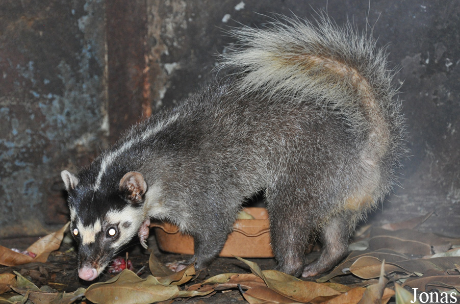 Melogale personata