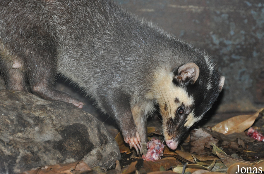 Melogale personata