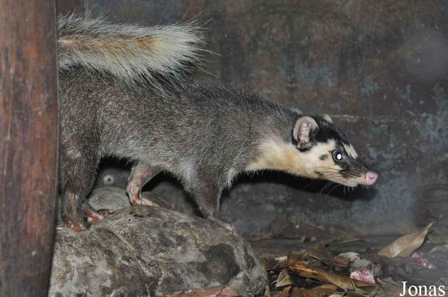 Melogale personata