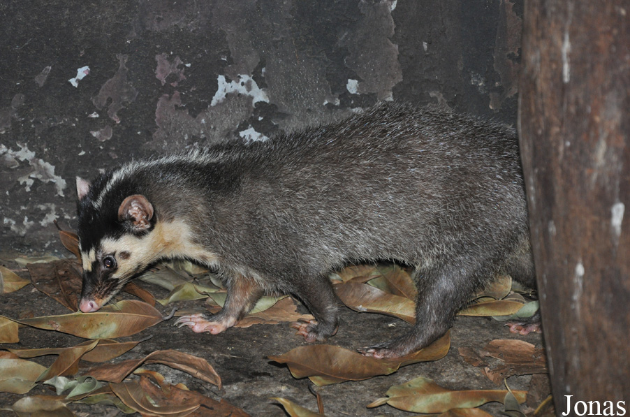 Melogale personata