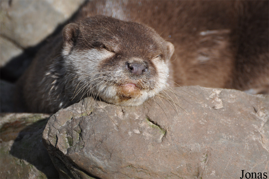 Aonyx cinerea