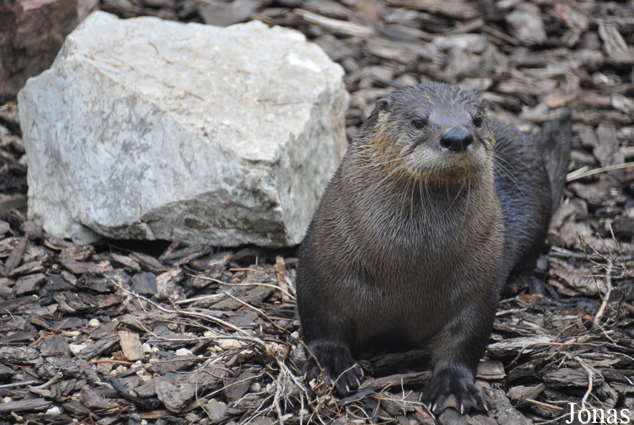 Lontra canadensis