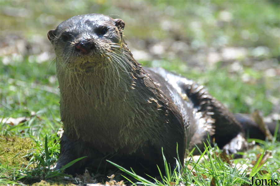 Lontra canadensis
