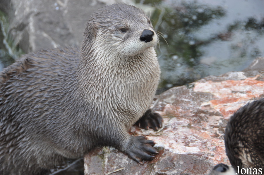 Lontra canadensis