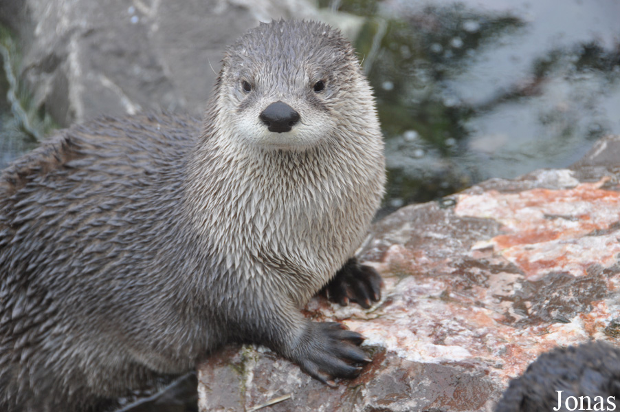 Lontra canadensis