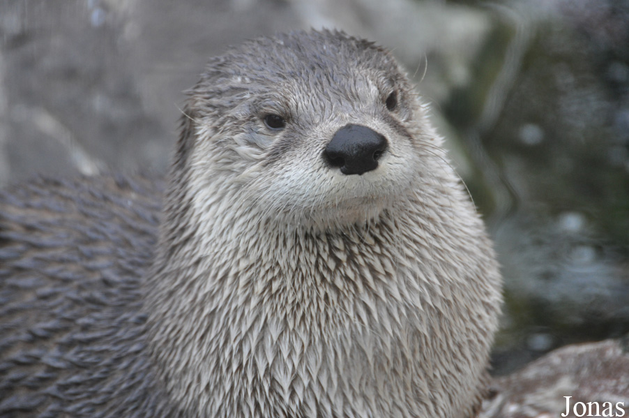 Lontra canadensis