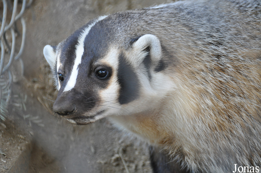 Taxidea taxus