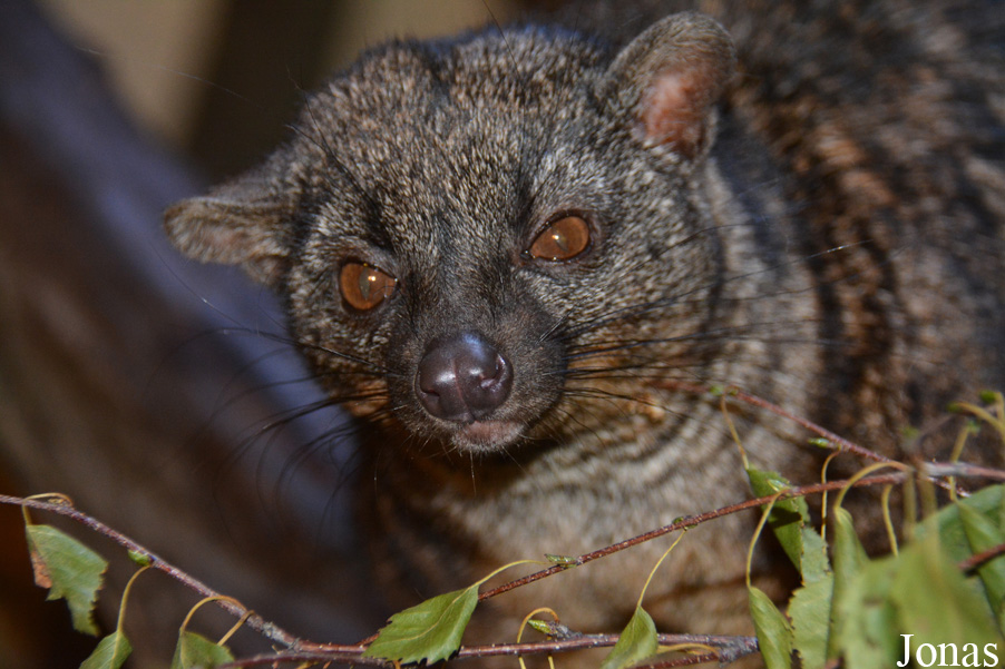 Nandinia binotata