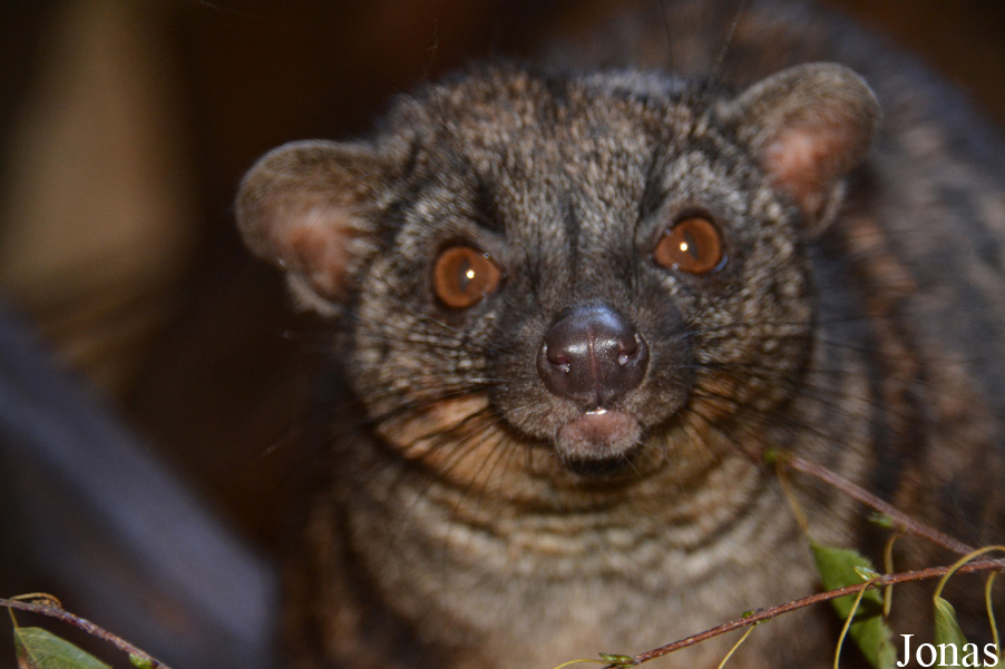 Nandinia binotata