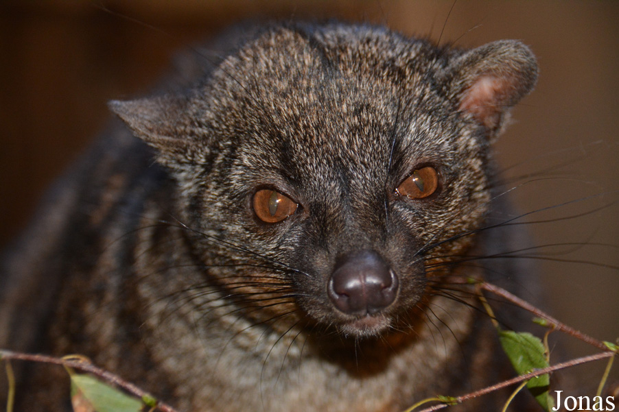 Nandinia binotata