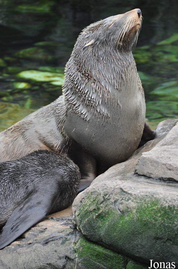 Arctocephalus australis