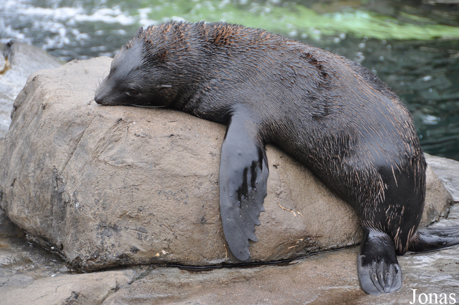 Arctocephalus australis