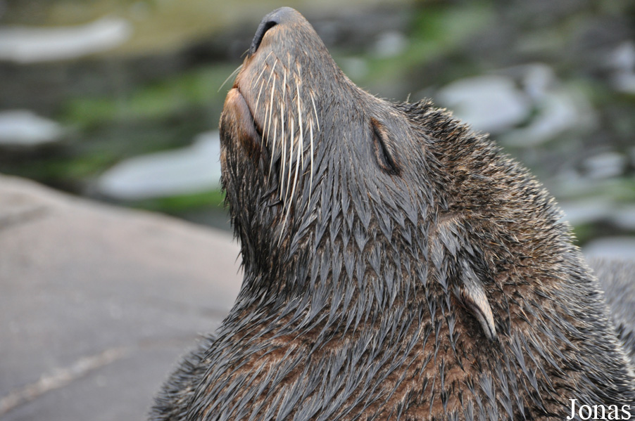 Arctocephalus australis