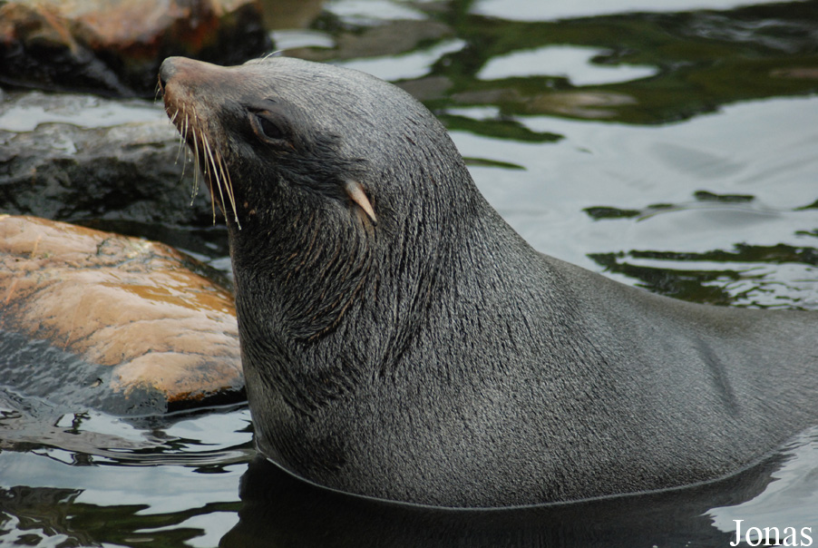 Arctocephalus australis