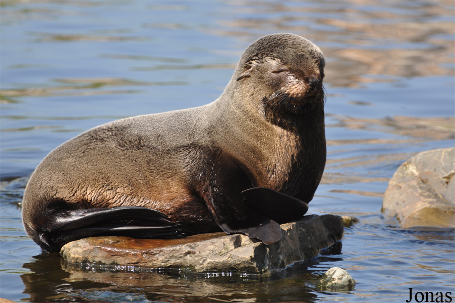 Arctocephalus australis