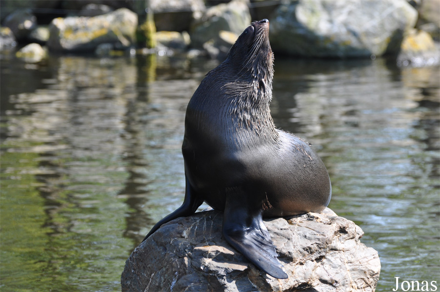 Arctocephalus australis