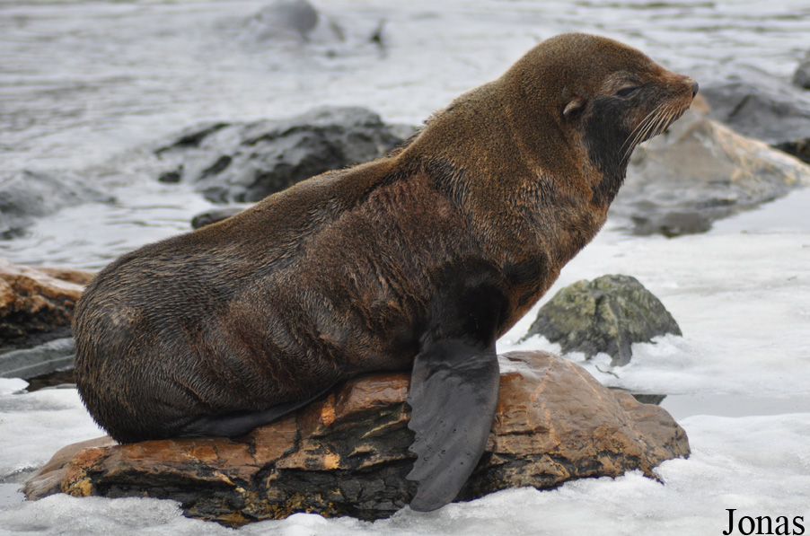 Arctocephalus australis