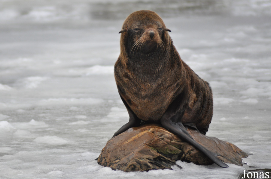 Arctocephalus australis