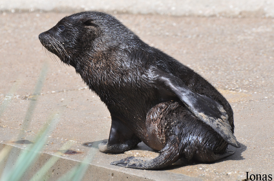 Arctocephalus australis