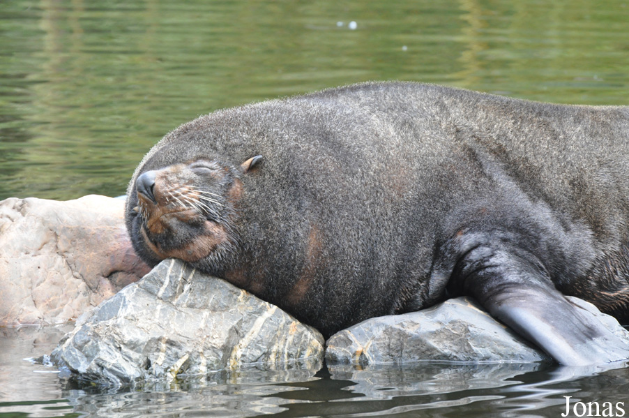 Arctocephalus australis