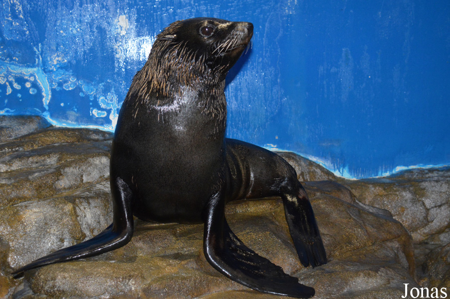 Arctocephalus australis
