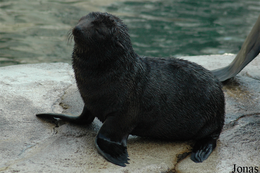 Arctocephalus pusillus