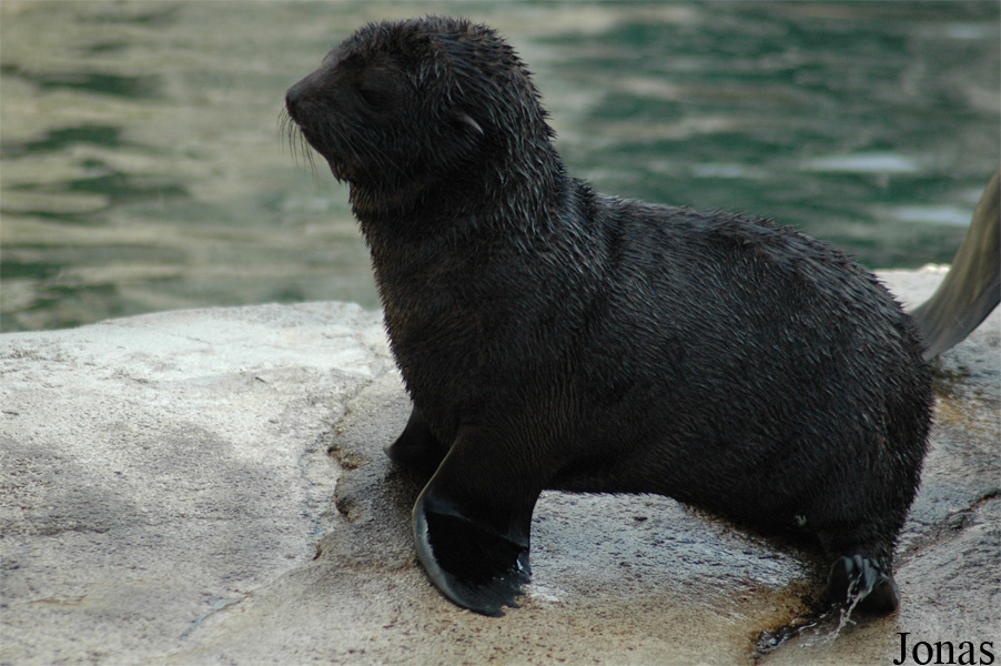 Arctocephalus pusillus