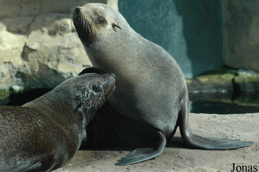 Arctocephalus pusillus