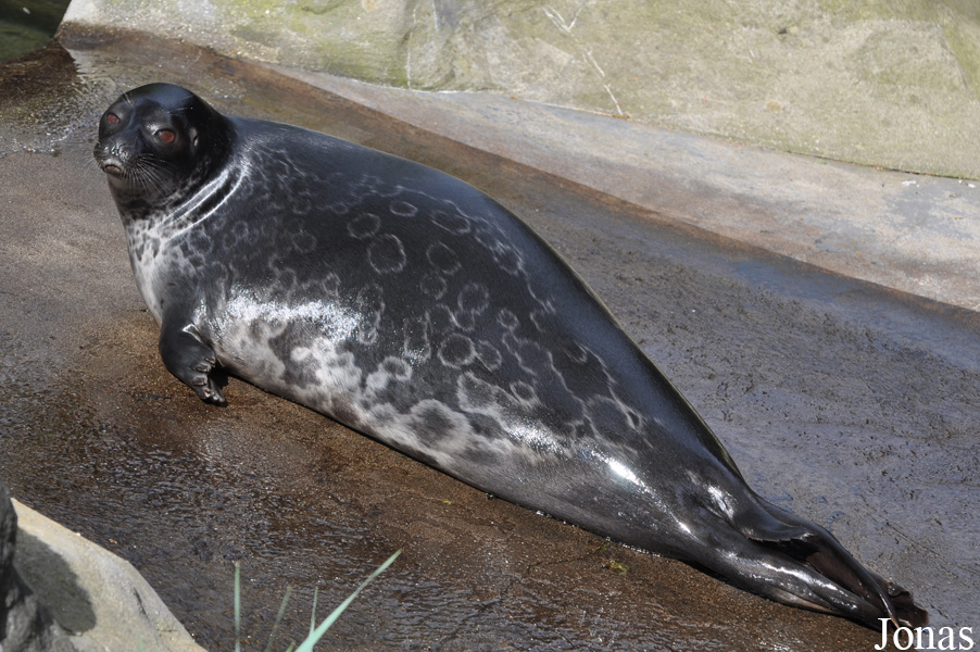 Pusa hispida
