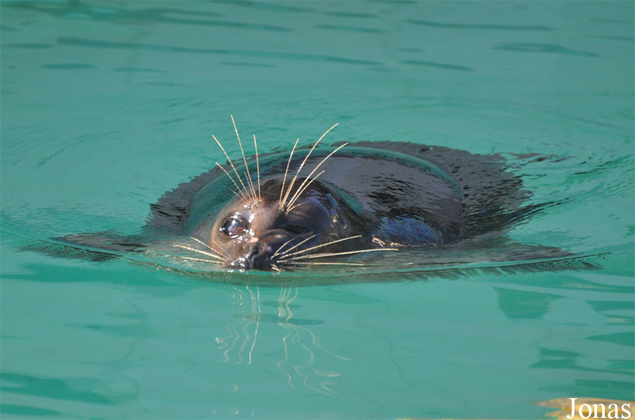 Pusa sibirica