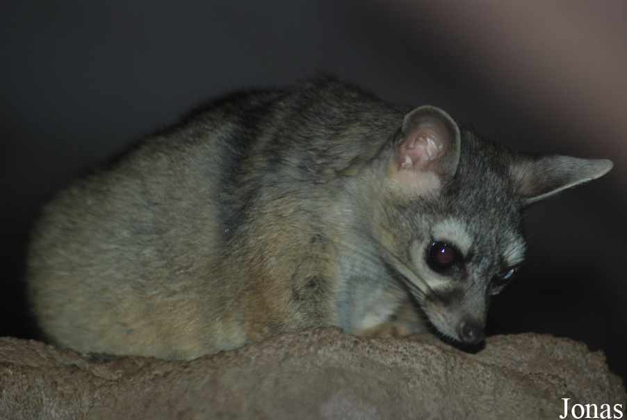Bassariscus astutus