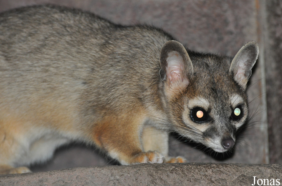 Bassariscus astutus