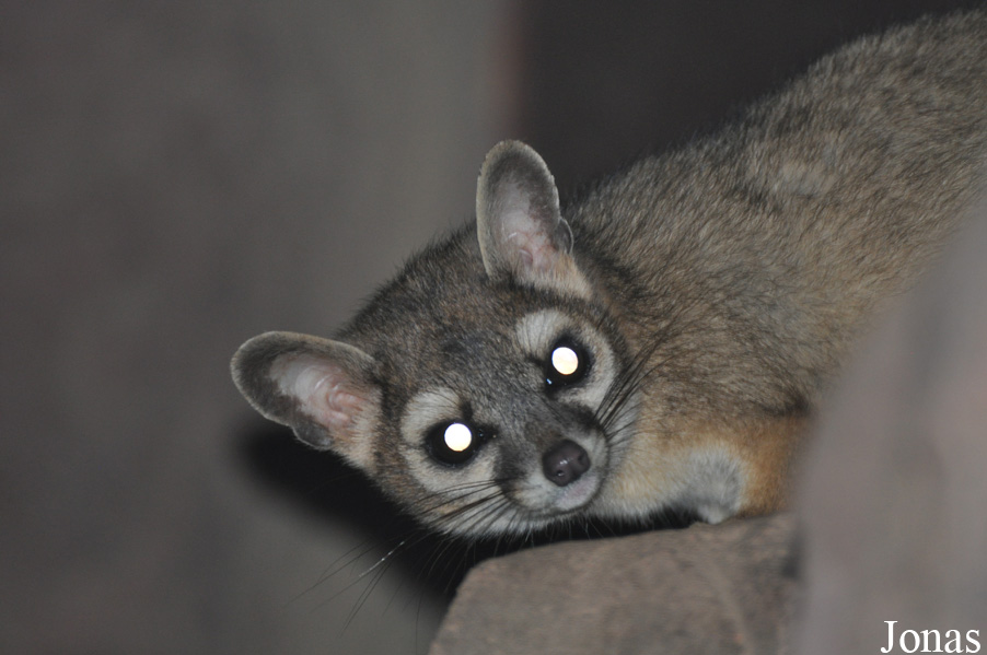Bassariscus astutus