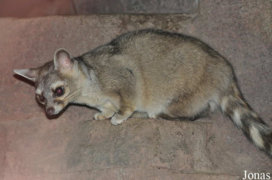 Bassariscus astutus