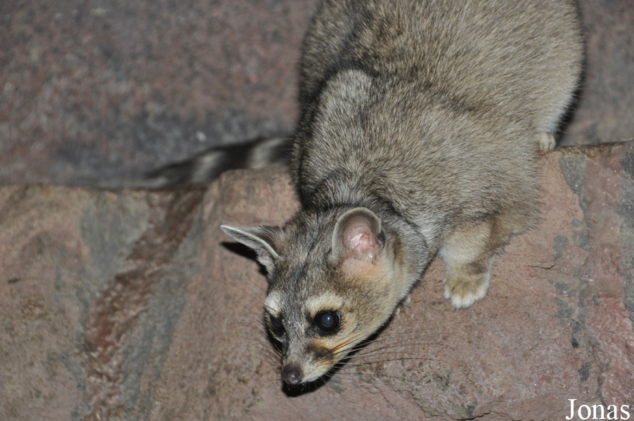 Bassariscus astutus